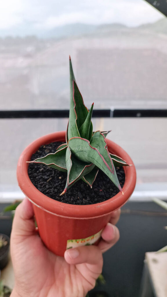 kaktus.id