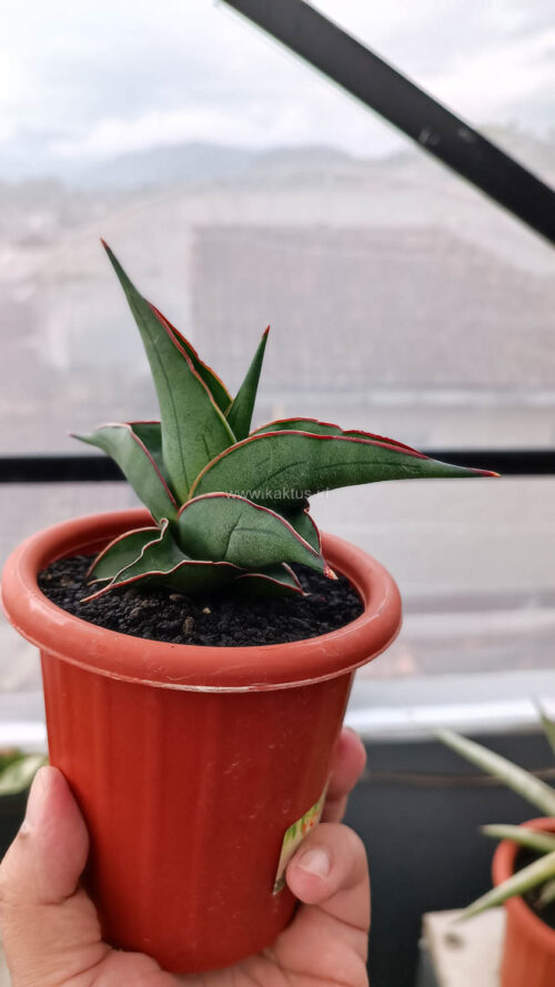 Sansevieria Kirana, real gallery image #6 plants. Picture taken directly from kaktus.id community Sansevieria farmer green houses.
