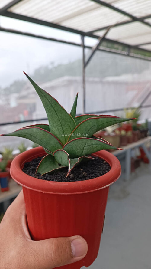 Sansevieria Kirana, real gallery image #7 plants. Picture taken directly from kaktus.id community Sansevieria farmer green houses.
