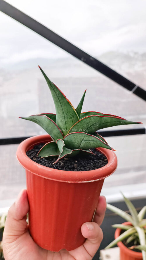 Sansevieria Kirana, real gallery image #4 plants. Picture taken directly from kaktus.id community Sansevieria farmer green houses.