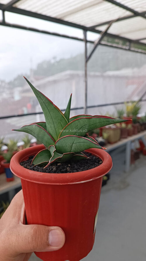 Sansevieria Kirana, real gallery image #9 plants. Picture taken directly from kaktus.id community Sansevieria farmer green houses.