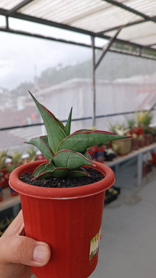 Sansevieria Kirana, real gallery image #10 plants. Picture taken directly from kaktus.id community Sansevieria farmer green houses.