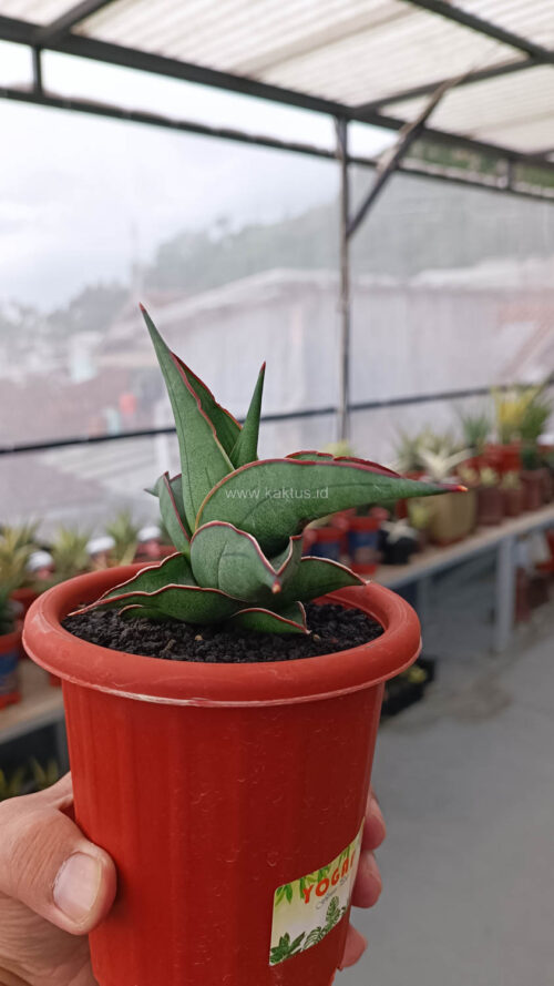 Sansevieria Kirana, real gallery image #11 plants. Picture taken directly from kaktus.id community Sansevieria farmer green houses.