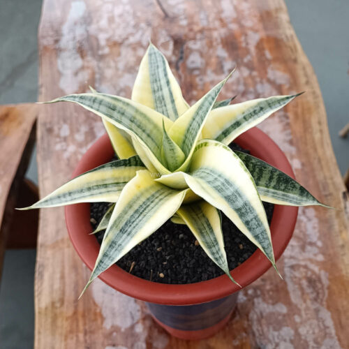 1110. Sansevieria Spider Variegated