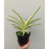 Sansevieria Blue Clone White Variegated Wide 30 Cm, real feature image plant. Picture taken directly from kaktus.id community Sansevieria farmer green houses.
