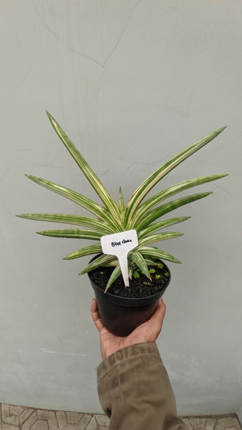 Sansevieria Blue Clone White Variegated Wide 30 Cm, real gallery image #2 plants. Picture taken directly from kaktus.id community Sansevieria farmer green houses.