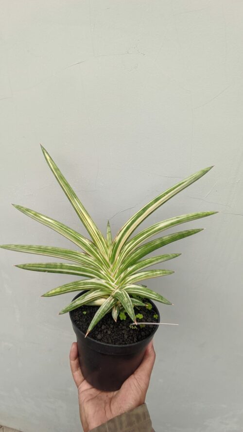 Sansevieria Blue Clone White Variegated Wide 30 Cm, real gallery image #1 plants. Picture taken directly from kaktus.id community Sansevieria farmer green houses.