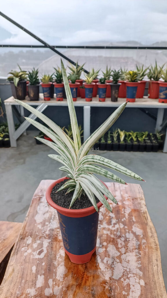 kaktus.id