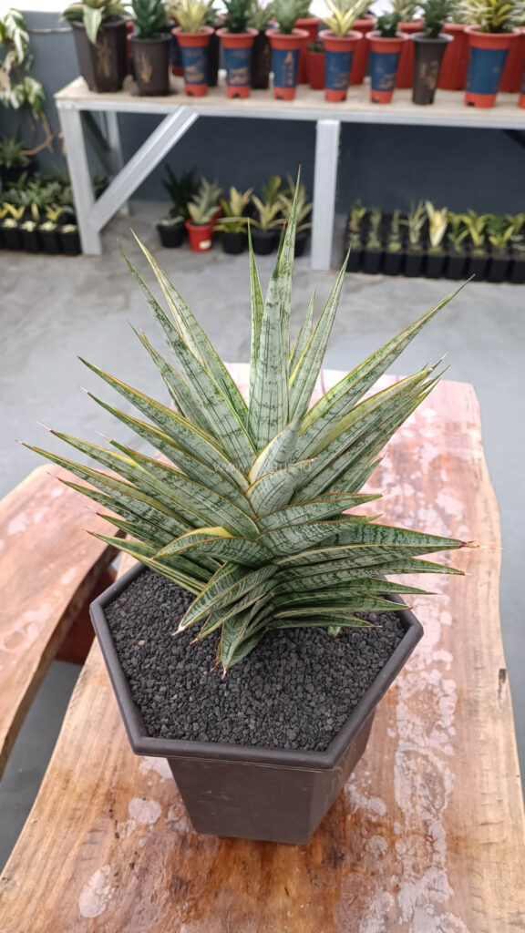 kaktus.id