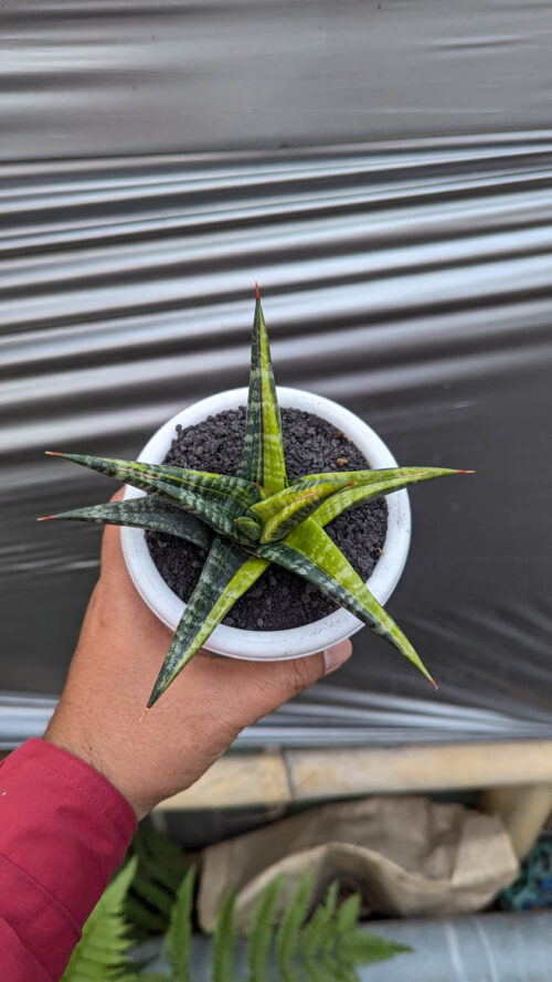 Sansevieria Blorong Variegated, real gallery image #2 plants. Picture taken directly from kaktus.id community Sansevieria farmer green houses.