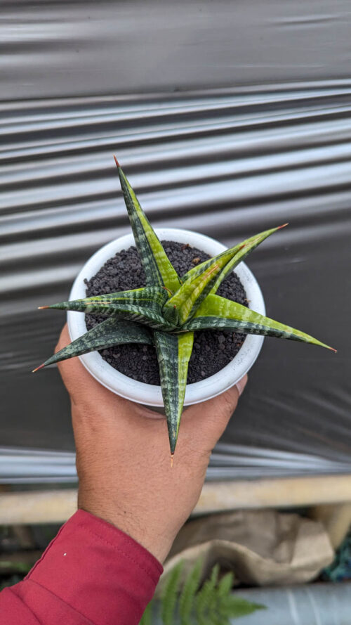 Sansevieria Blorong Variegated, real gallery image #3 plants. Picture taken directly from kaktus.id community Sansevieria farmer green houses.