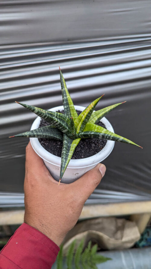 Sansevieria Blorong Variegated, real gallery image #4 plants. Picture taken directly from kaktus.id community Sansevieria farmer green houses.