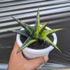 Sansevieria Blorong Variegated, real feature image plant. Picture taken directly from kaktus.id community Sansevieria farmer green houses.