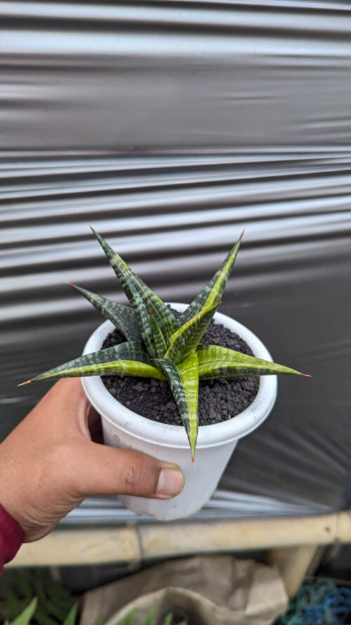 Sansevieria Blorong Variegated, real gallery image #5 plants. Picture taken directly from kaktus.id community Sansevieria farmer green houses.