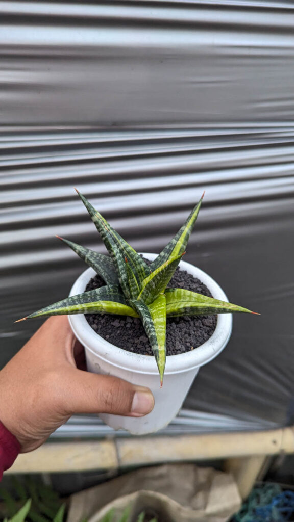 kaktus.id