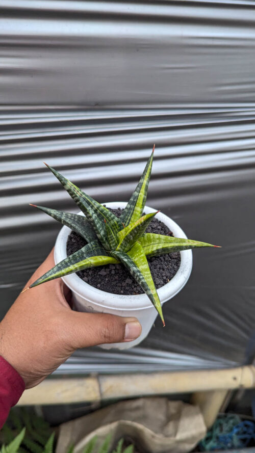 Sansevieria Blorong Variegated, real gallery image #6 plants. Picture taken directly from kaktus.id community Sansevieria farmer green houses.