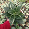 Sansevieria Martin Size 15 Cm, real feature image plant. Picture taken directly from kaktus.id community Sansevieria farmer green houses.