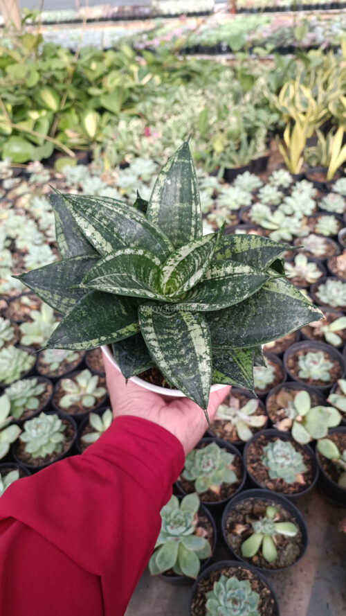 Sansevieria Martin Size 15 Cm, real gallery image #10 plants. Picture taken directly from kaktus.id community Sansevieria farmer green houses.