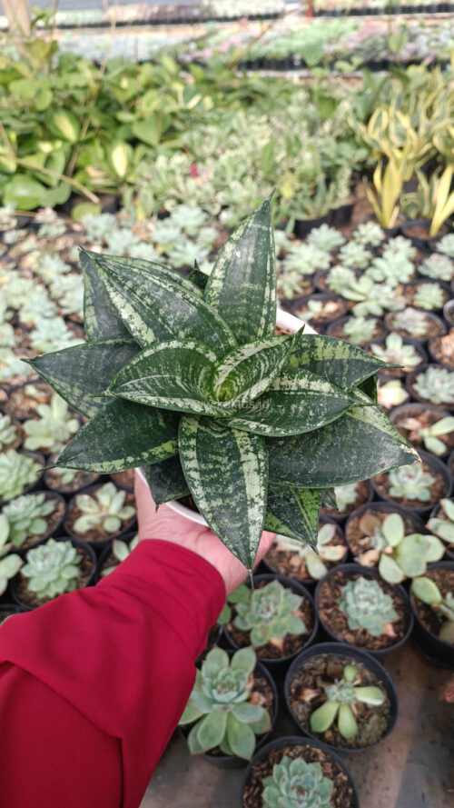 Sansevieria Martin Size 15 Cm, real gallery image #11 plants. Picture taken directly from kaktus.id community Sansevieria farmer green houses.