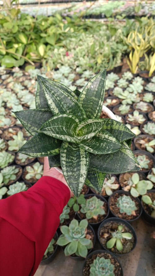 Sansevieria Martin Size 15 Cm, real gallery image #12 plants. Picture taken directly from kaktus.id community Sansevieria farmer green houses.