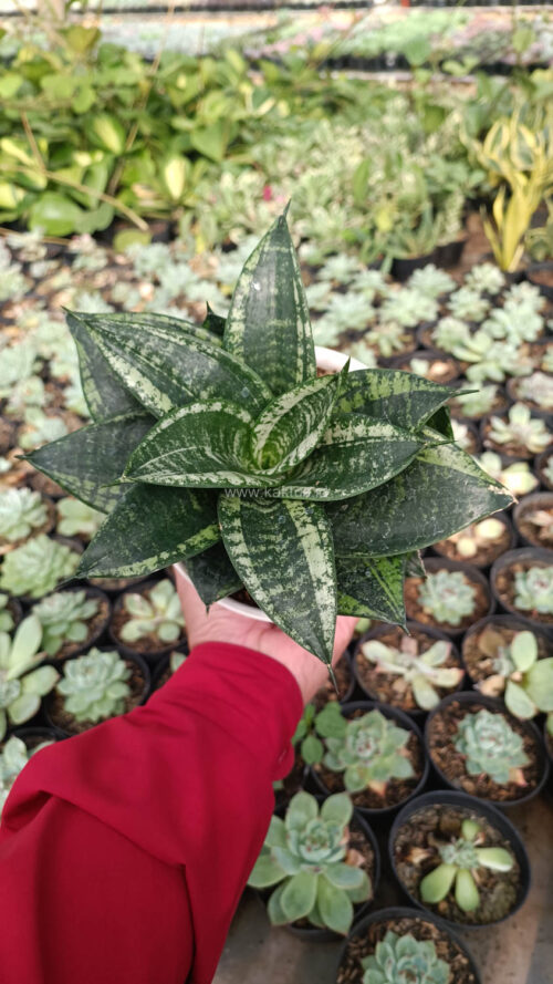 Sansevieria Martin Size 15 Cm, real gallery image #3 plants. Picture taken directly from kaktus.id community Sansevieria farmer green houses.