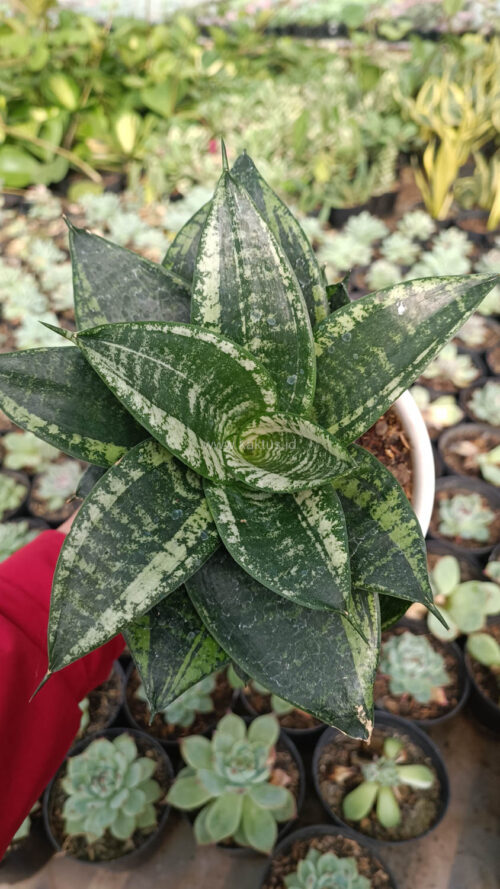 Sansevieria Martin Size 15 Cm, real gallery image #5 plants. Picture taken directly from kaktus.id community Sansevieria farmer green houses.