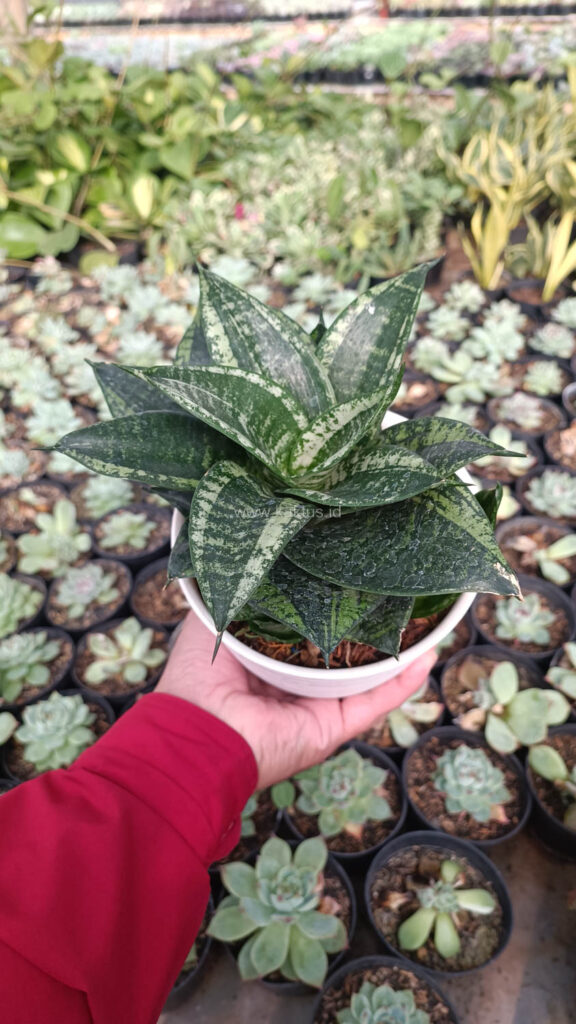 kaktus.id