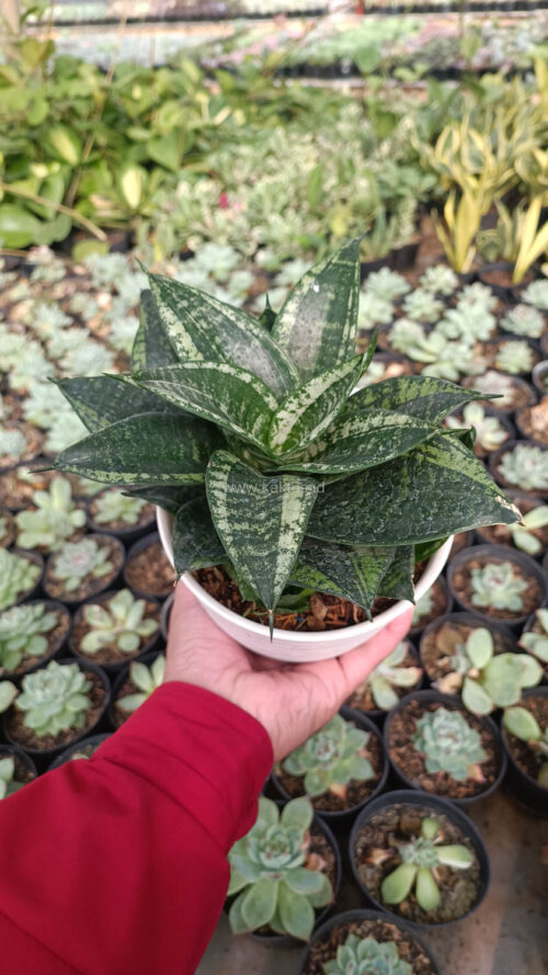 Sansevieria Martin Size 15 Cm, real gallery image #7 plants. Picture taken directly from kaktus.id community Sansevieria farmer green houses.