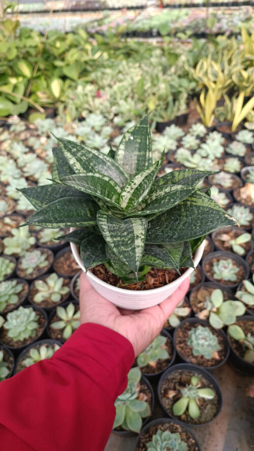 Sansevieria Martin Size 15 Cm, real gallery image #8 plants. Picture taken directly from kaktus.id community Sansevieria farmer green houses.