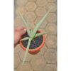 Sansevieria Dancing Dragon, real gallery image #2 plants. Picture taken directly from kaktus.id community Sansevieria farmer green houses.