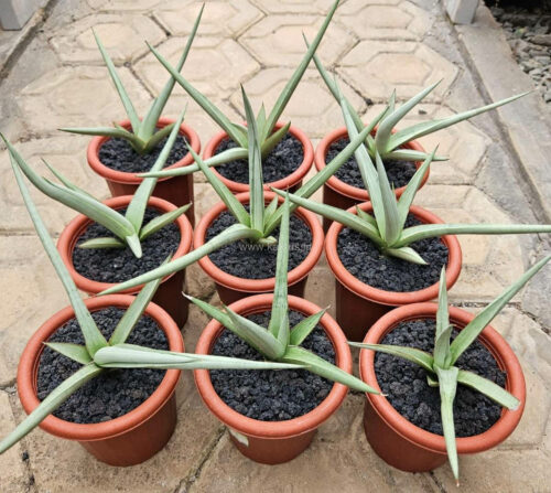 Sansevieria Dancing Dragon, real gallery image #1 plants. Picture taken directly from kaktus.id community Sansevieria farmer green houses.