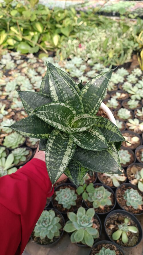 Sansevieria Martin Size 15 Cm, real gallery image #13 plants. Picture taken directly from kaktus.id community Sansevieria farmer green houses.