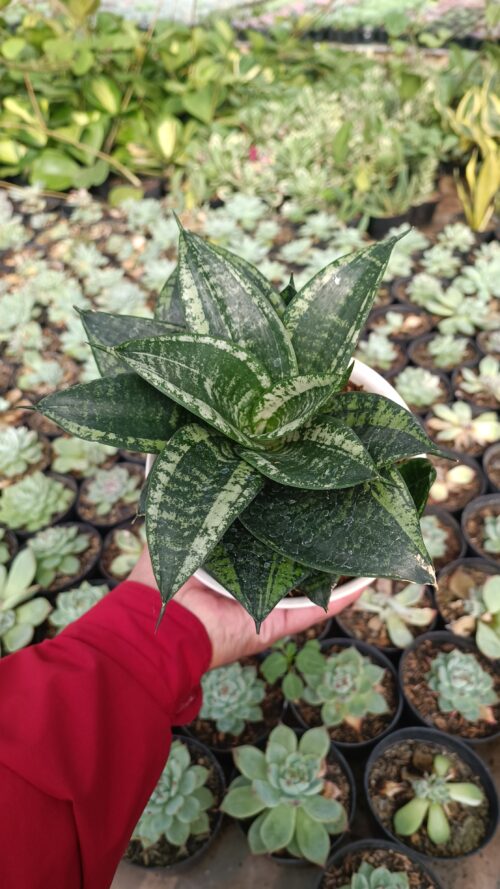 Sansevieria Martin Size 15 Cm, real gallery image #14 plants. Picture taken directly from kaktus.id community Sansevieria farmer green houses.