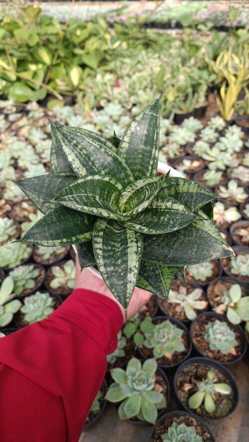 Sansevieria Martin Size 15 Cm, real gallery image #15 plants. Picture taken directly from kaktus.id community Sansevieria farmer green houses.