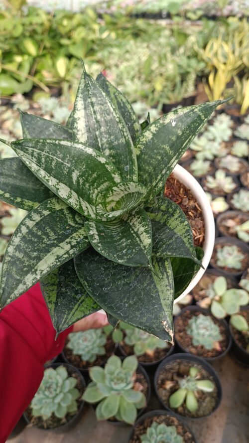 Sansevieria Martin Size 15 Cm, real gallery image #17 plants. Picture taken directly from kaktus.id community Sansevieria farmer green houses.