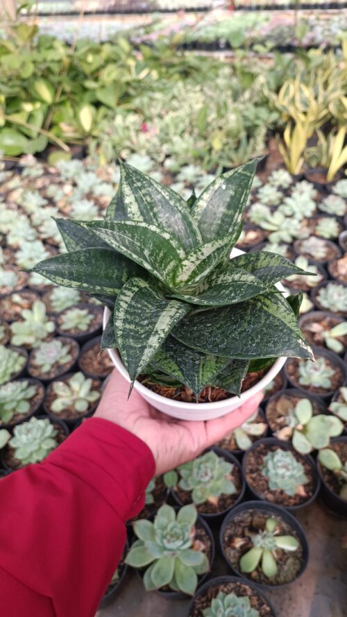 Sansevieria Martin Size 15 Cm, real gallery image #19 plants. Picture taken directly from kaktus.id community Sansevieria farmer green houses.
