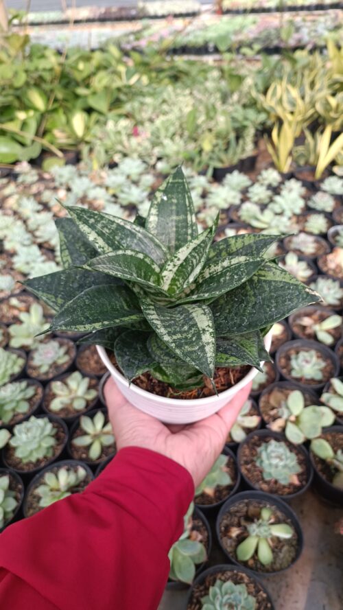 Sansevieria Martin Size 15 Cm, real gallery image #22 plants. Picture taken directly from kaktus.id community Sansevieria farmer green houses.