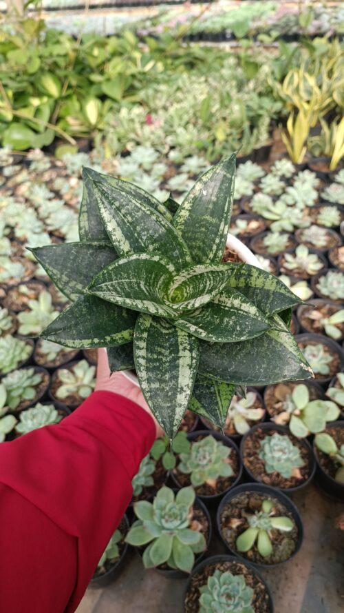 Sansevieria Martin Size 15 Cm, real gallery image #25 plants. Picture taken directly from kaktus.id community Sansevieria farmer green houses.