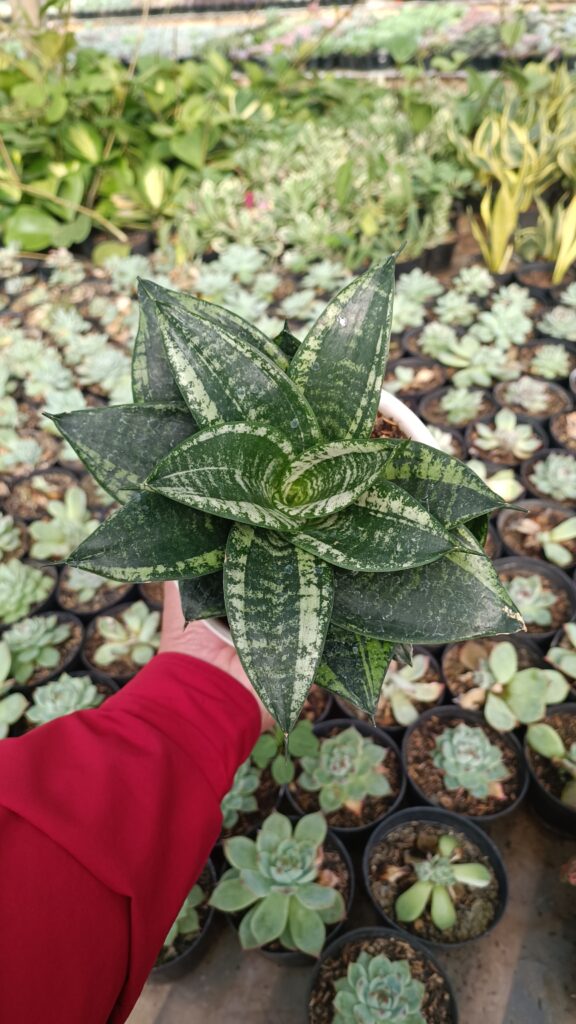 kaktus.id