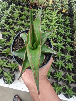 Sansevieria Kirana, real gallery image #5 plants. Picture taken directly from kaktus.id community Sansevieria farmer green houses.