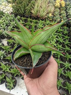 Sansevieria Kirana, real gallery image #3 plants. Picture taken directly from kaktus.id community Sansevieria farmer green houses.