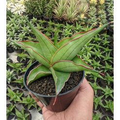 1109. Sansevieria Kirana