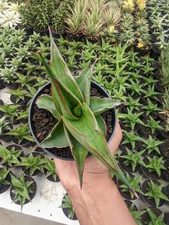 Sansevieria Kirana, real gallery image #8 plants. Picture taken directly from kaktus.id community Sansevieria farmer green houses.