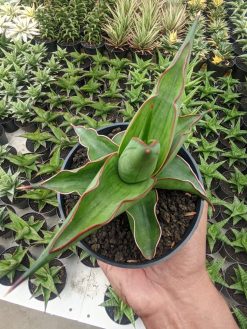 Sansevieria Kirana, real gallery image #13 plants. Picture taken directly from kaktus.id community Sansevieria farmer green houses.