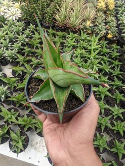 Sansevieria Kirana, real gallery image #16 plants. Picture taken directly from kaktus.id community Sansevieria farmer green houses.