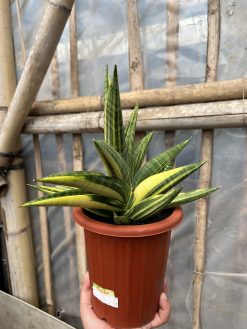 Sansevieria Marsa Anjani Variegated, real gallery image #3 plants. Picture taken directly from kaktus.id community Sansevieria farmer green houses.