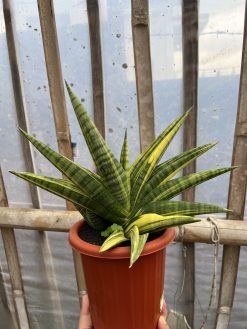 Sansevieria Marsa Anjani Variegated, real gallery image #4 plants. Picture taken directly from kaktus.id community Sansevieria farmer green houses.