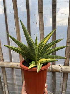Sansevieria Marsa Anjani Variegated, real gallery image #5 plants. Picture taken directly from kaktus.id community Sansevieria farmer green houses.