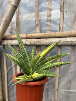 Sansevieria Marsa Anjani Variegated, real gallery image #6 plants. Picture taken directly from kaktus.id community Sansevieria farmer green houses.