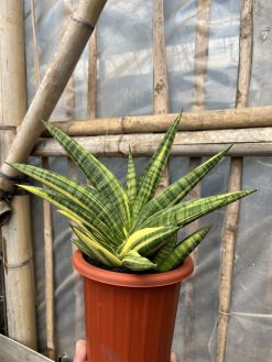 Sansevieria Marsa Anjani Variegated, real gallery image #1 plants. Picture taken directly from kaktus.id community Sansevieria farmer green houses.